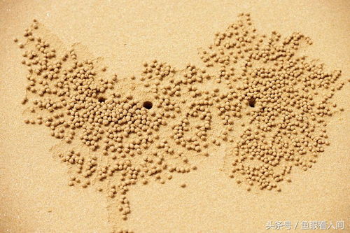 青岛沙滩惊现精美艺术画，作者竟是沙滩蟹